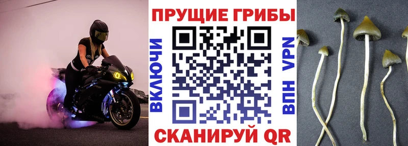 Купить где  Тула  Галлюциногенные грибы Psilocybe 